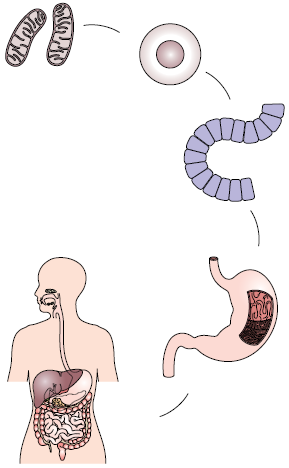 مستويات التنظيم في الإنسان مستويات التنظيم في الإنسان